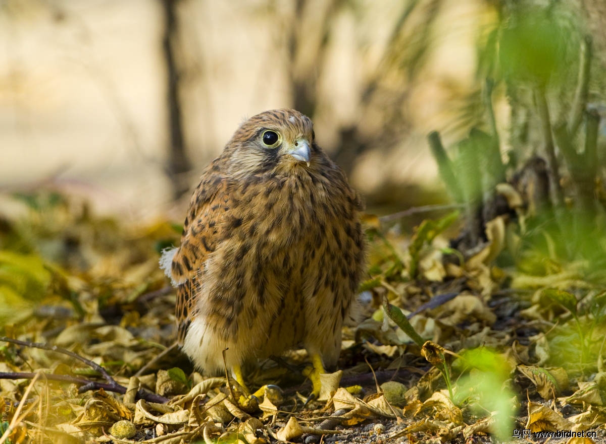 红隼早晨办公室窗外的红隼幼鸟