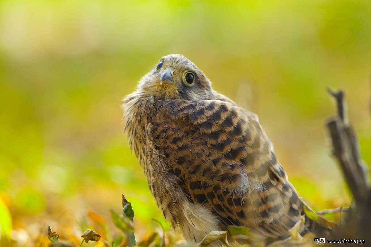 红隼早晨办公室窗外的红隼幼鸟