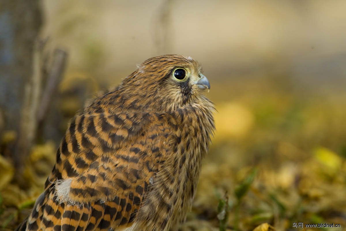 红隼早晨办公室窗外的红隼幼鸟