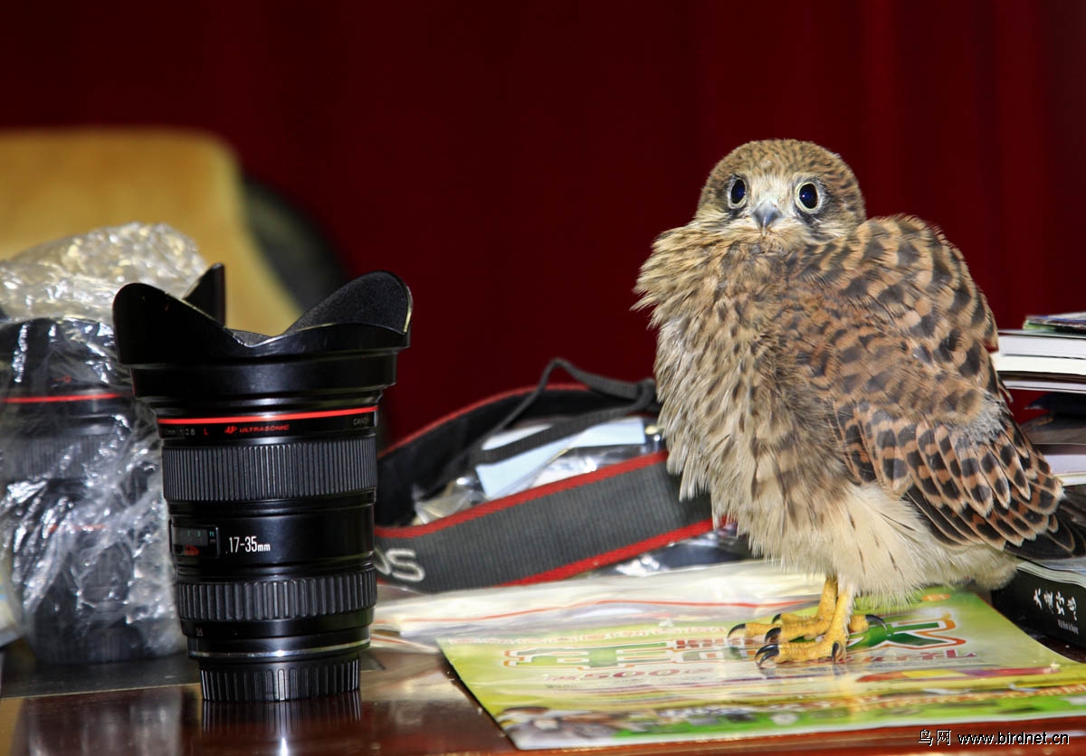 红隼早晨办公室窗外的红隼幼鸟