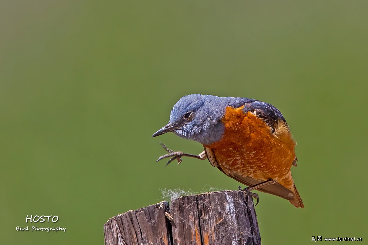 新疆行之白背矶鸫