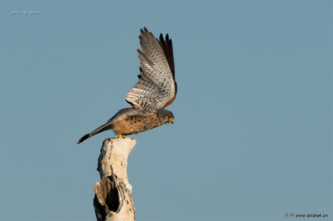 【 一鸢三隼 · 克旗 】