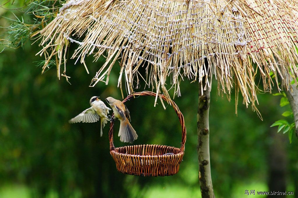 【基地拍鸟】篮子里的鸟
