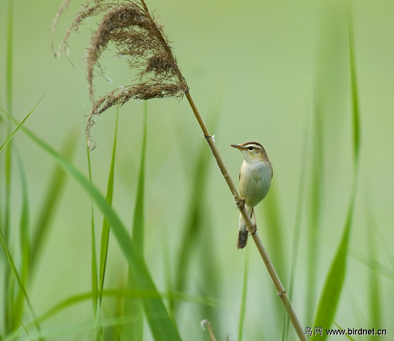 啼鸣不止的小鸟