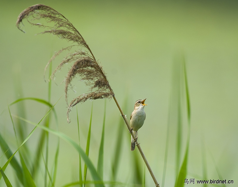 啼鸣不止的小鸟
