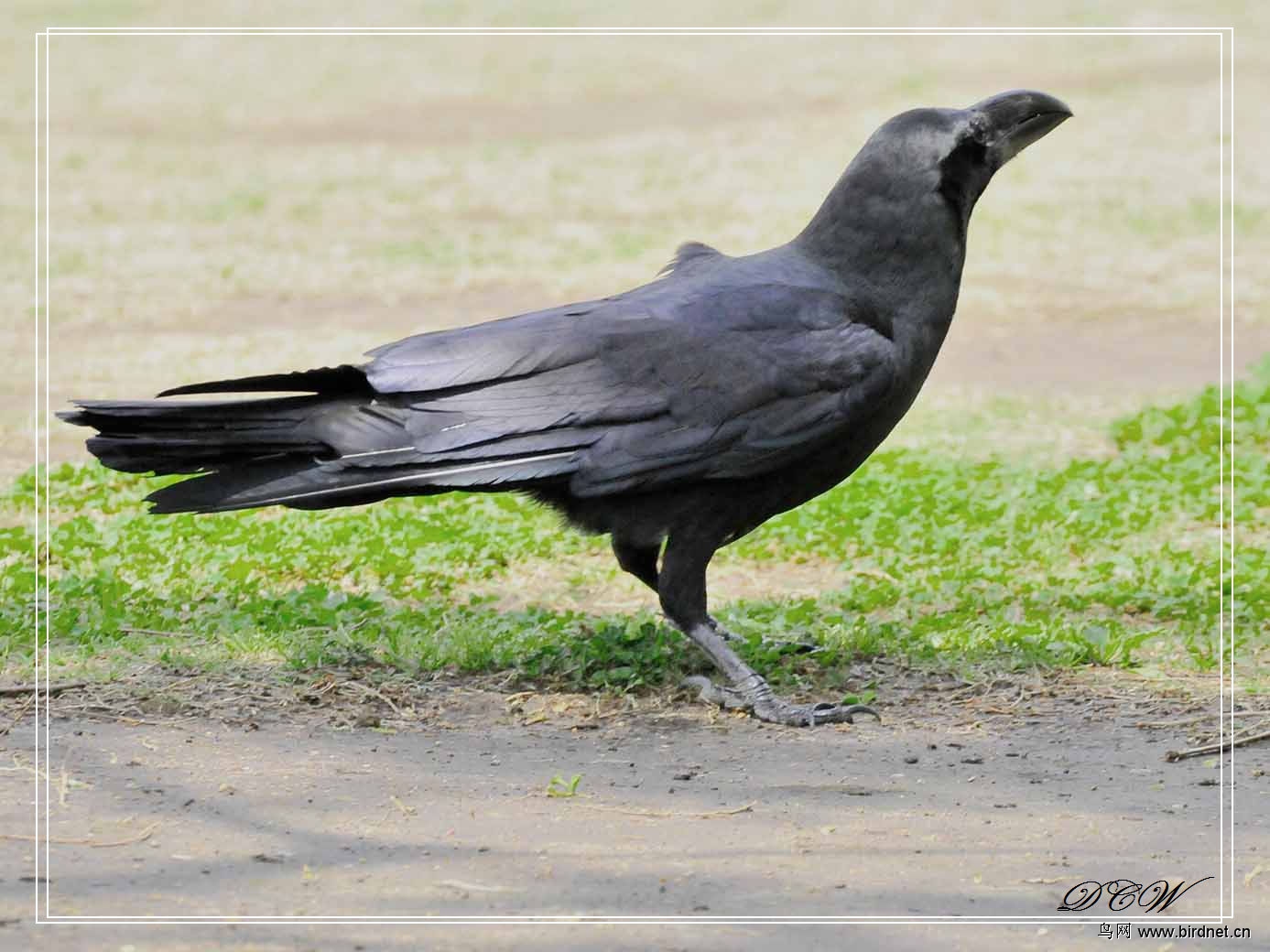 大嘴乌鸦 corvus macrorhynchos