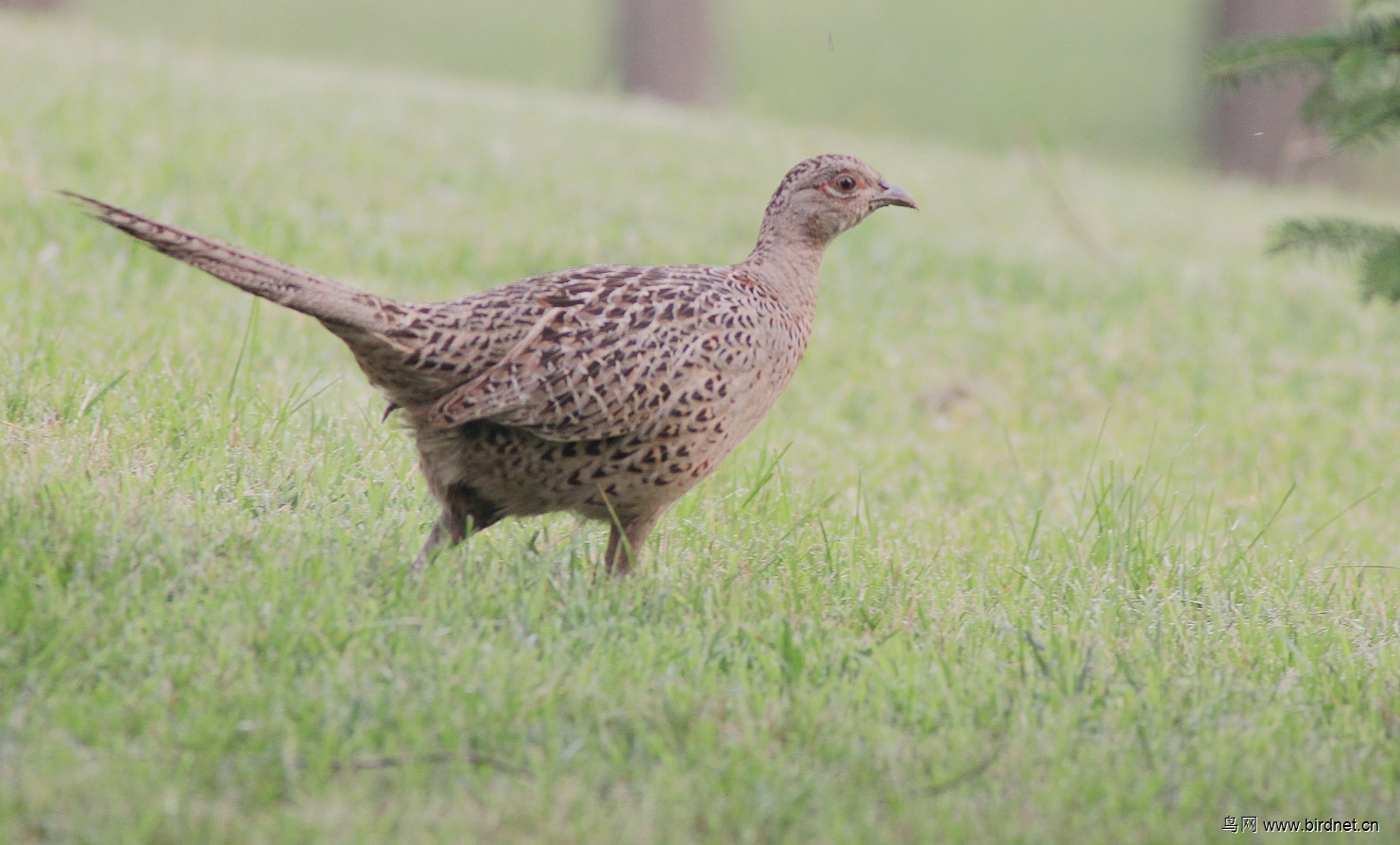 树林偶遇环颈雉雌鸡