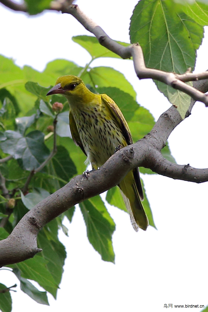 桑树上的那些鸟