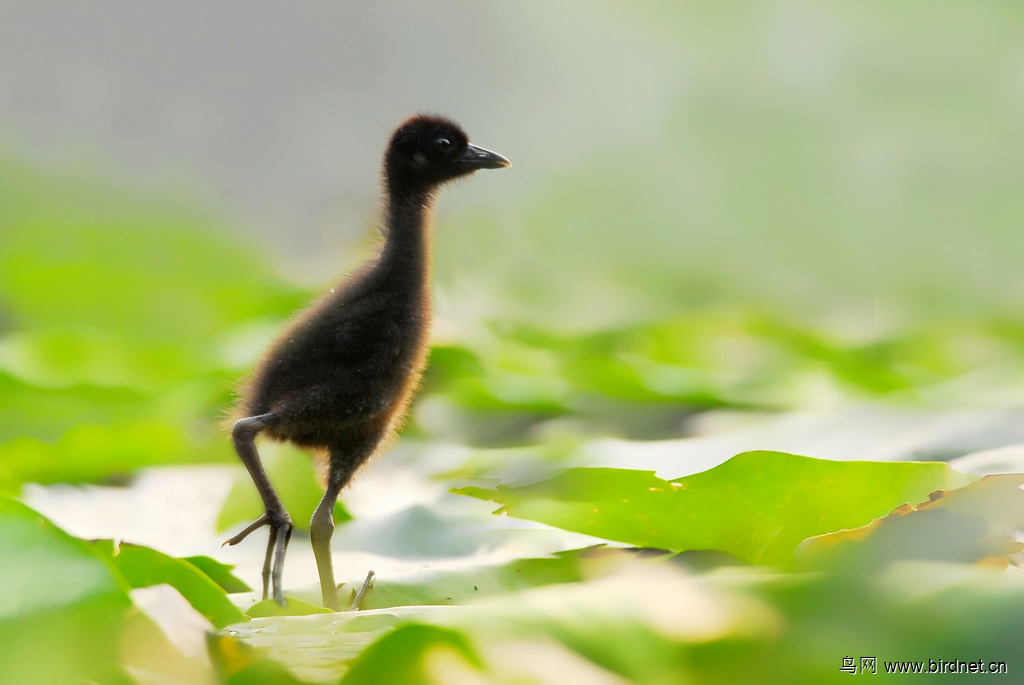 苦恶鸟简谱_苦恶鸟(2)