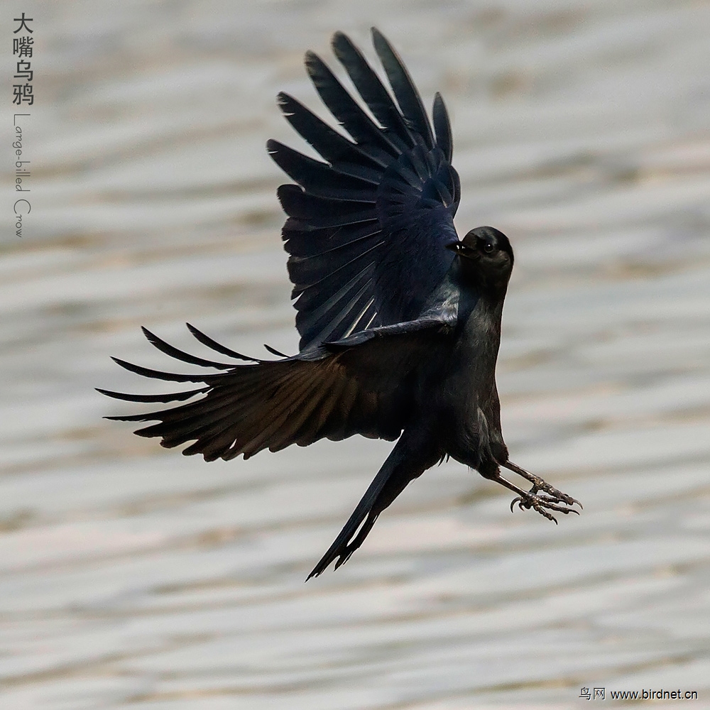 大嘴乌鸦 large-billed crow