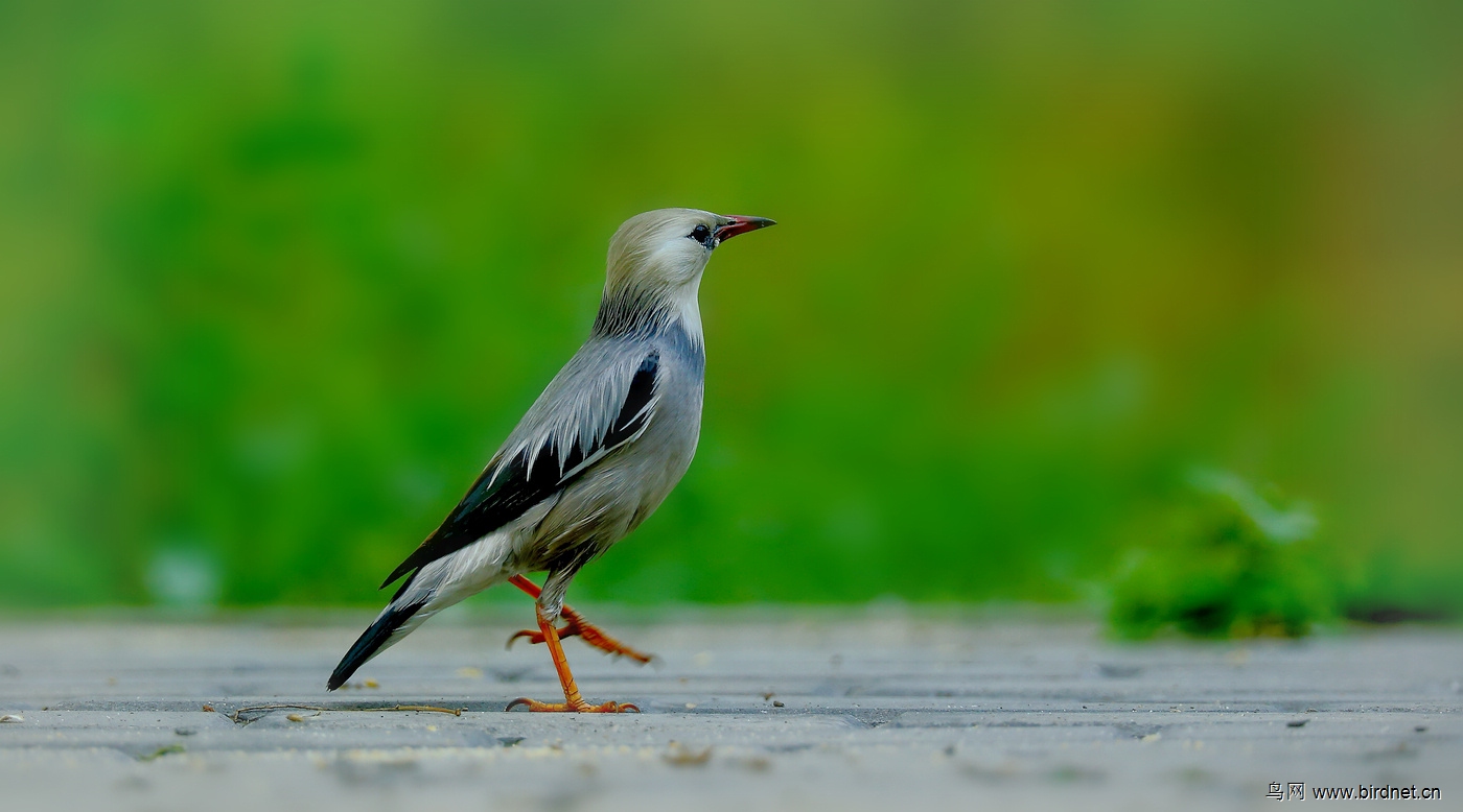 丝光椋鸟趴拍丝光掠鸟