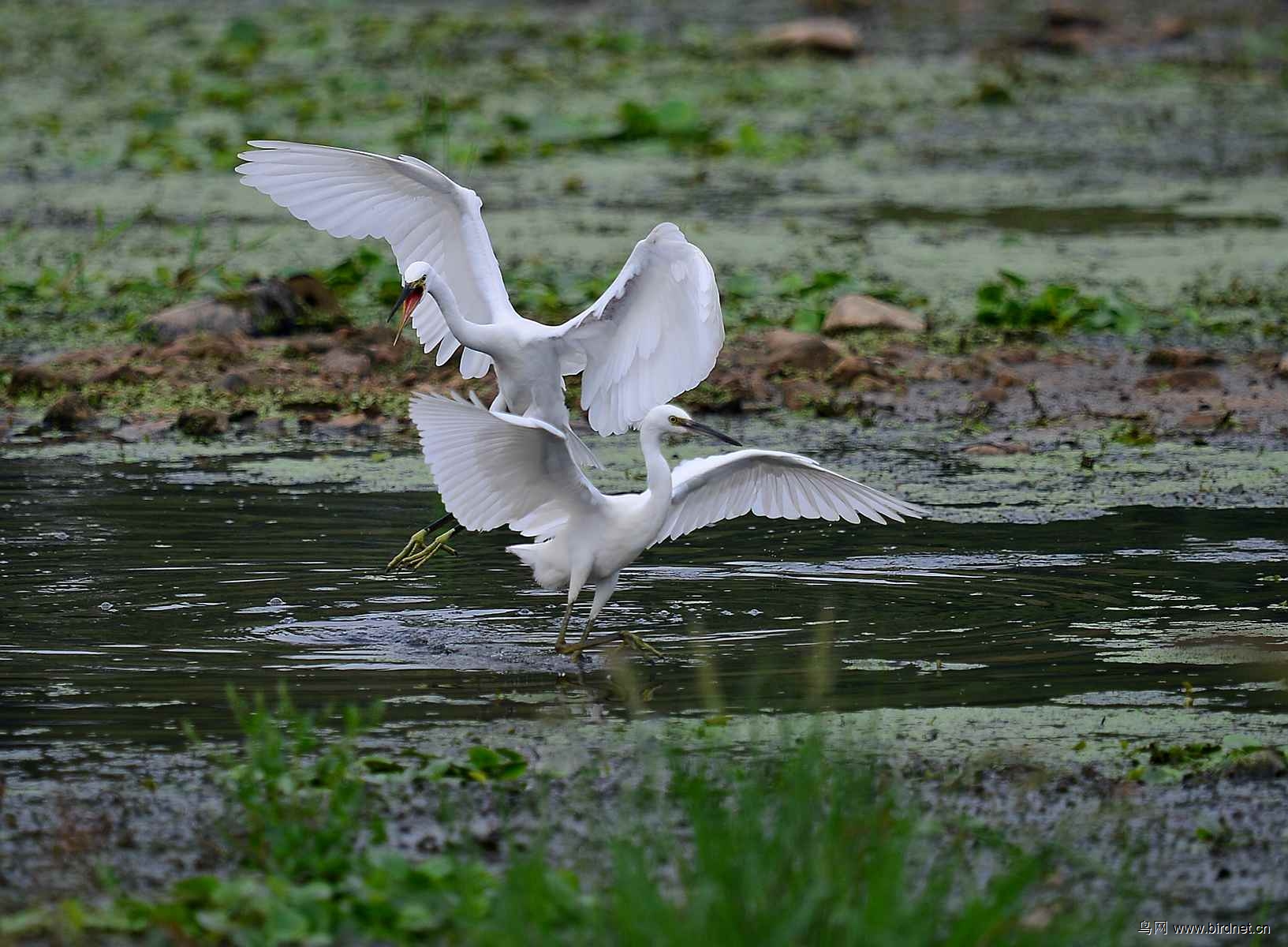 青岛白沙河---白鹭