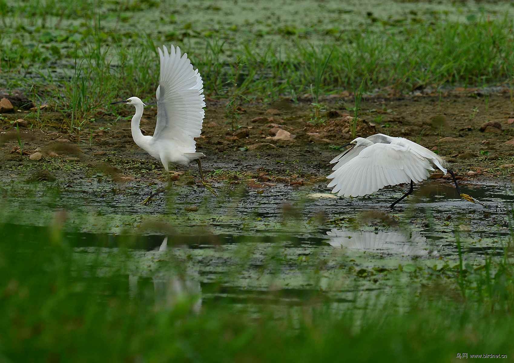 青岛白沙河---白鹭
