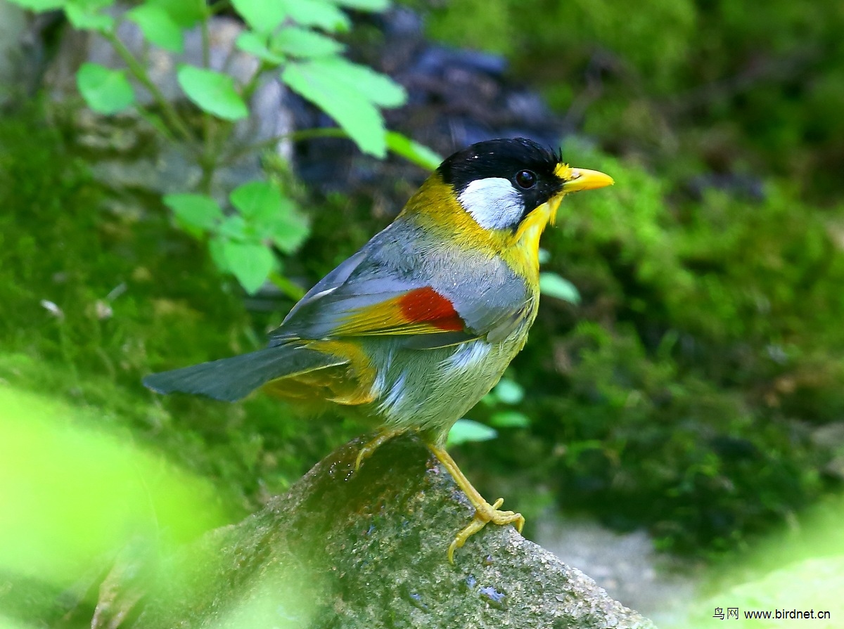 銀耳相思鳥