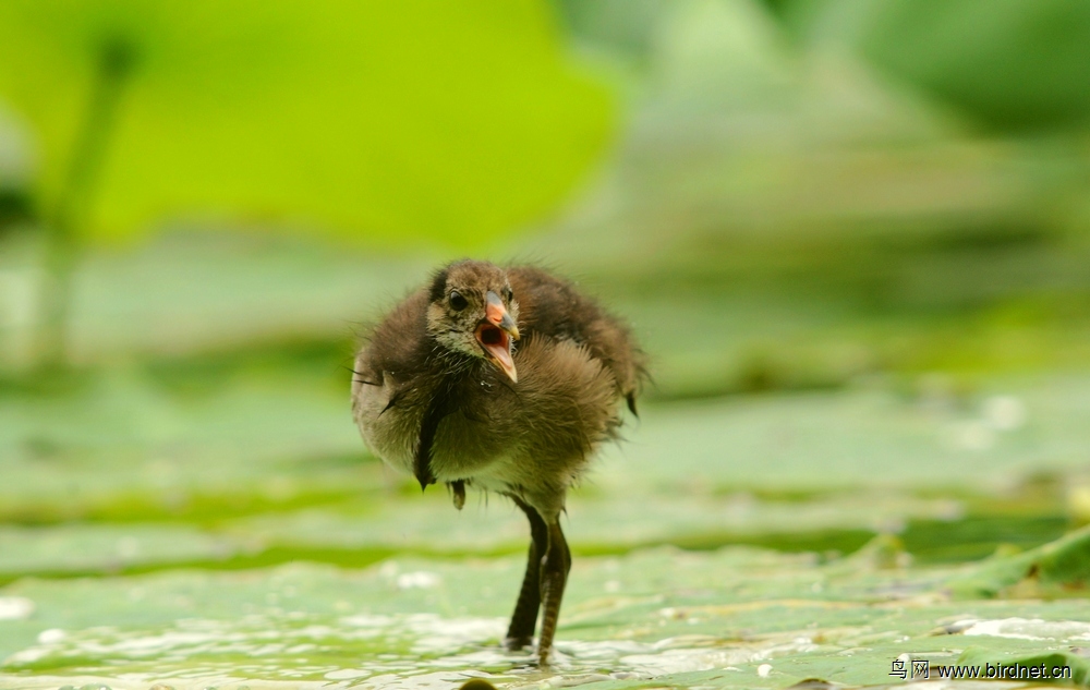 渐渐长大的幼年黑水鸡