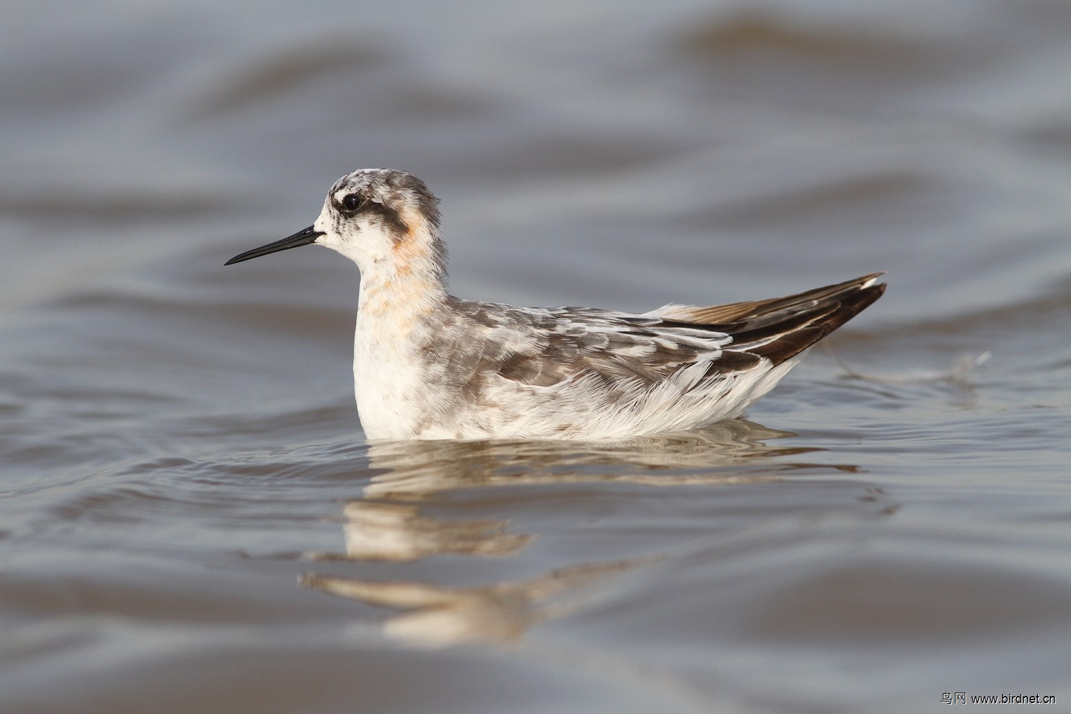 红颈瓣蹼鹬50cm片