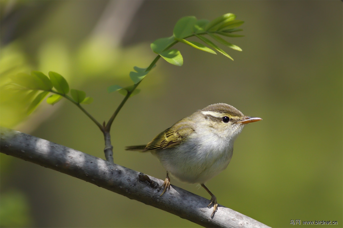 冕柳莺天热了打把小伞来乘凉可爱的冕柳莺1200大图