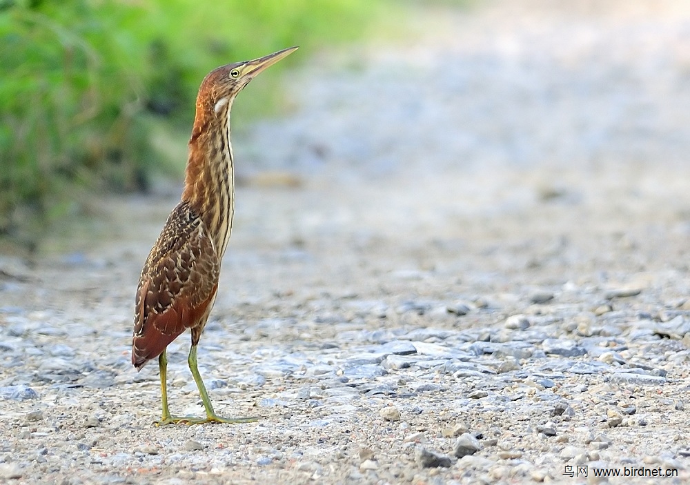 偶遇紫背苇鳽