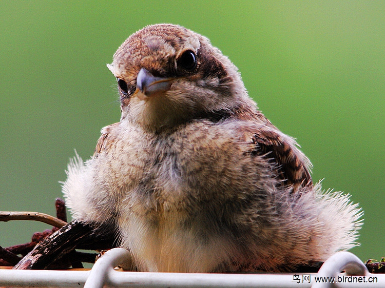 红尾伯劳雏鸟