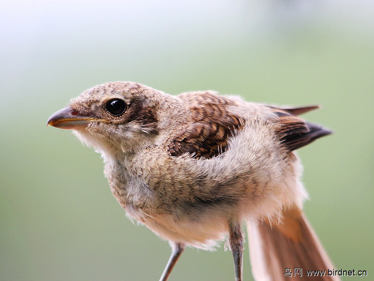 红尾伯劳雏鸟