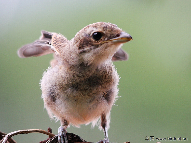 红尾伯劳雏鸟