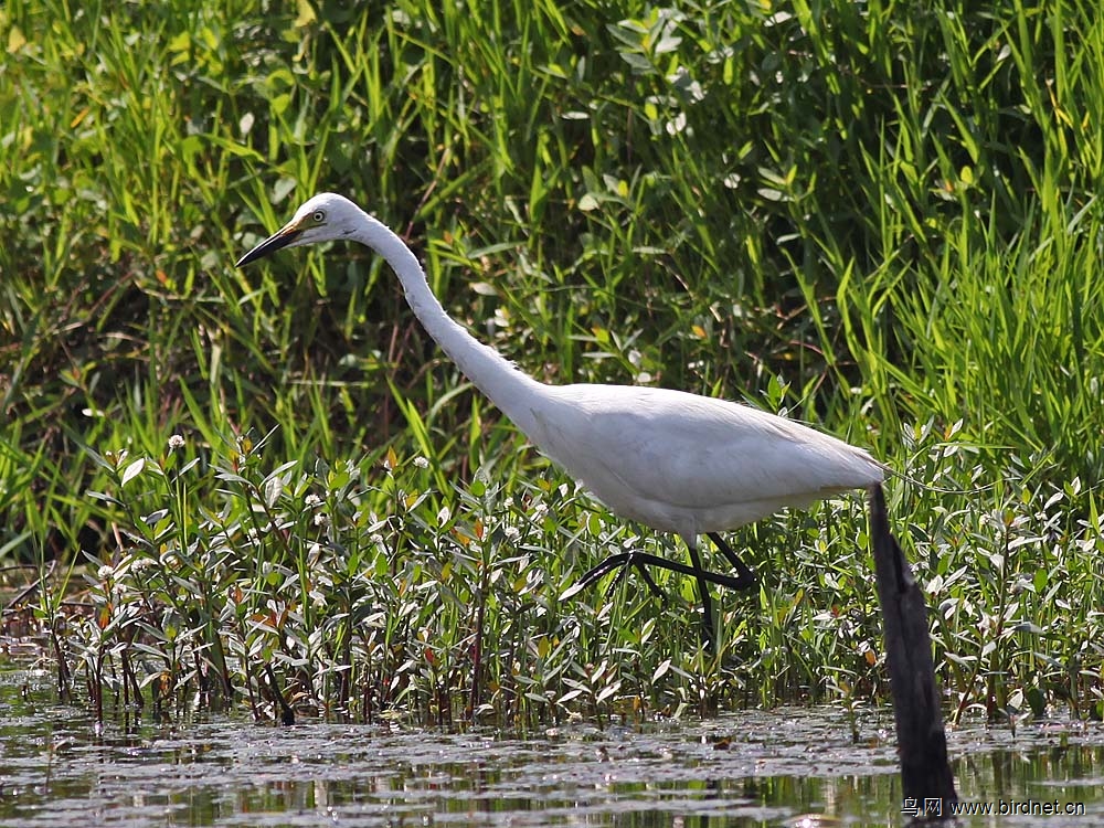 三种白色鹭鸟的非繁殖羽