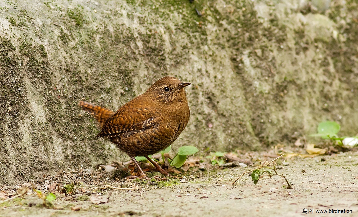 小鳞胸鹪鹛,鳞胸鹪鹛与鹪鹩的区别