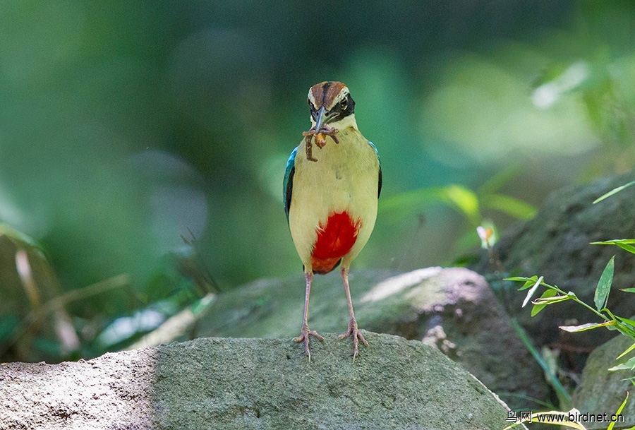 有仙则灵--仙八色鸫