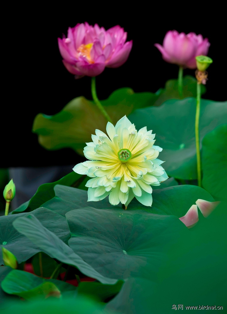 绿孔雀----绿色荷花