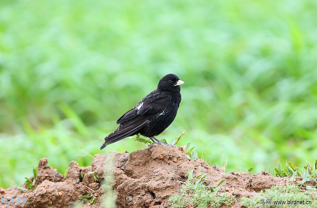 黑百灵一组黑百灵