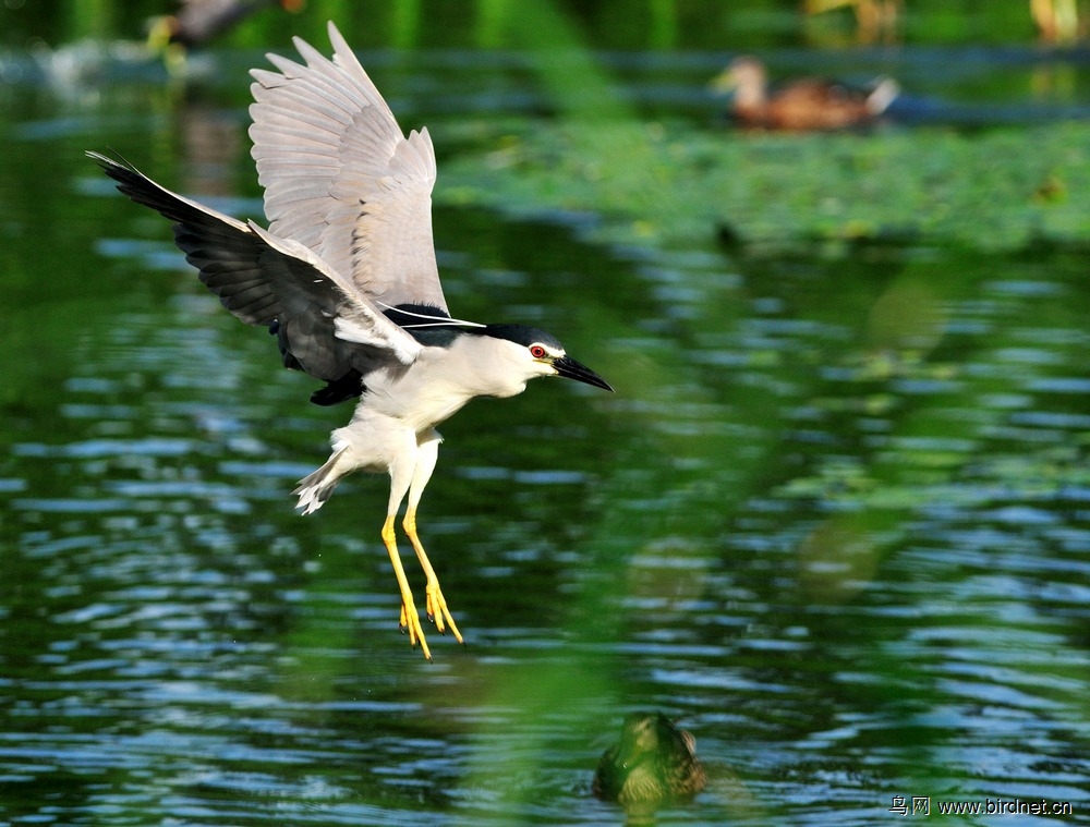 蒋府公园夜鹭和池鹭