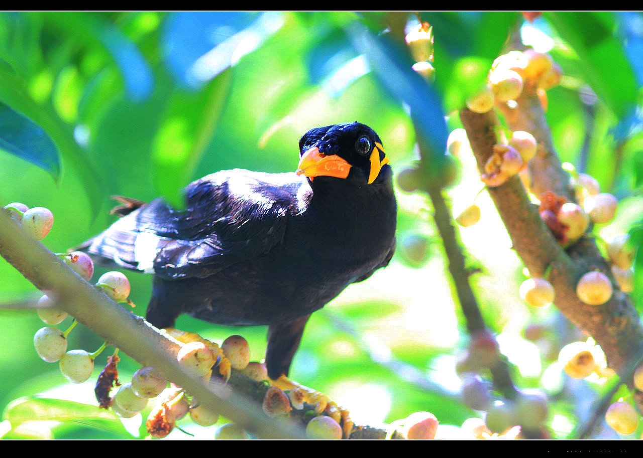 跷家的鹩哥 - 福建版 fujian 鸟网