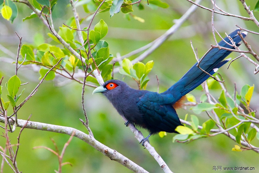 大马拍鸟之旅-3-棕腹地鹃