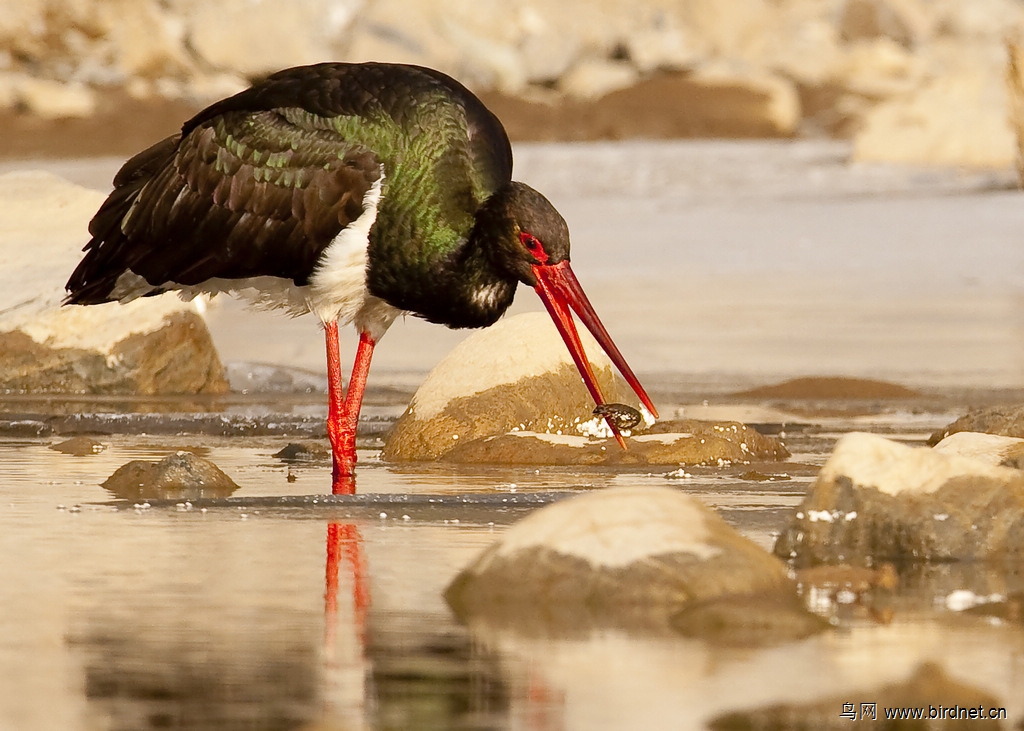 国家一级保护鸟类黑鹳