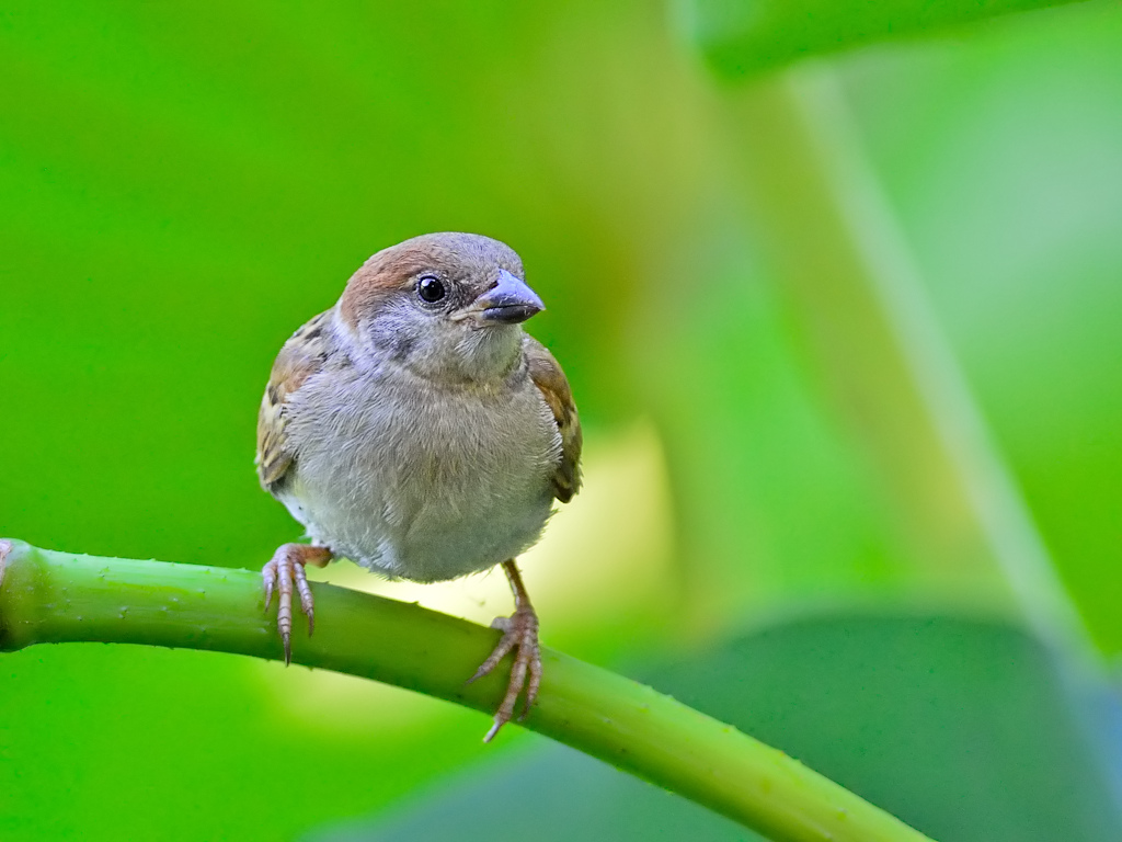 可爱的麻雀宝宝
