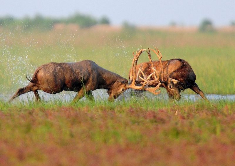 麇鹿打斗