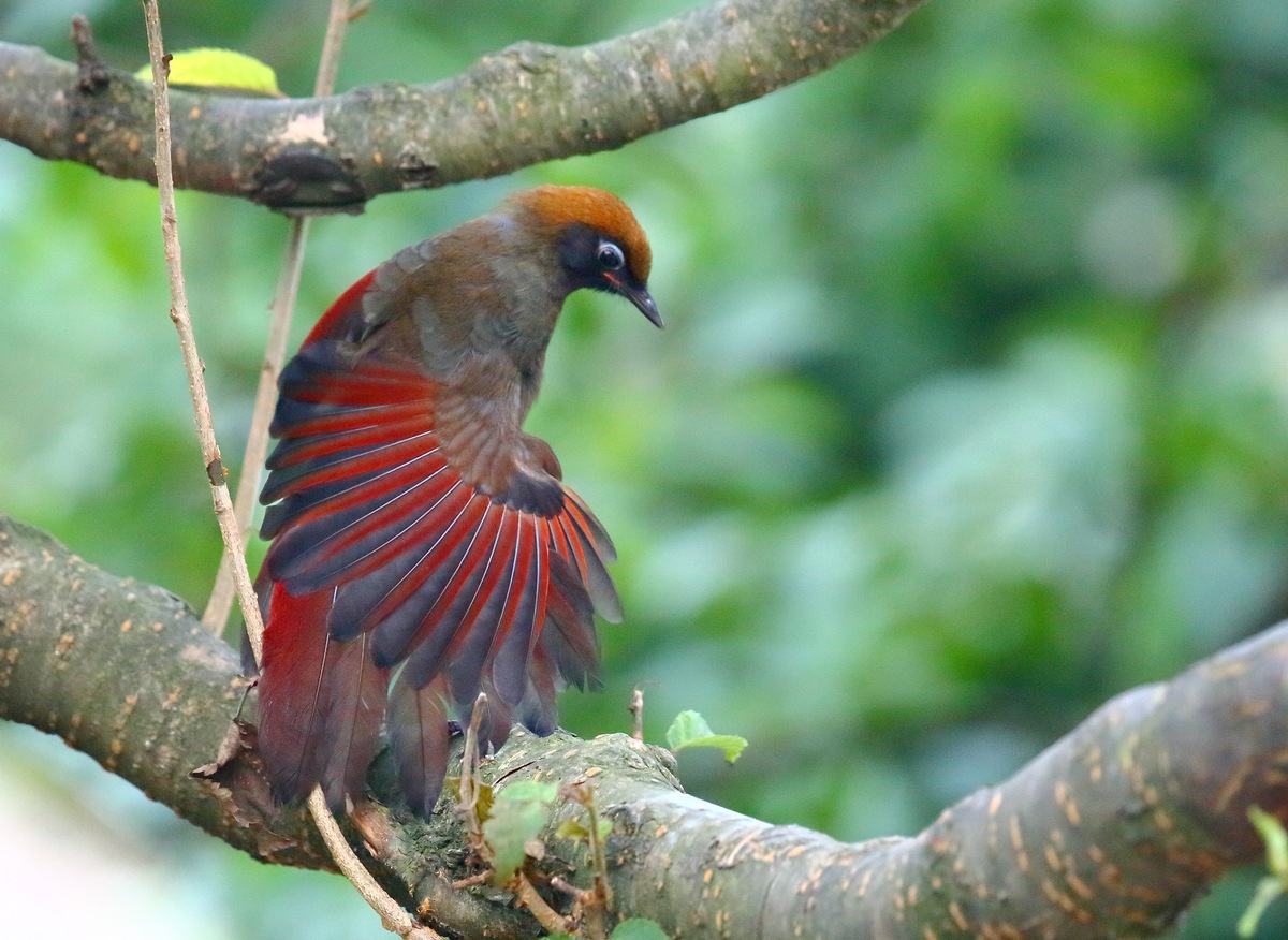 (红尾噪鹛 )赤尾噪鹛 一组