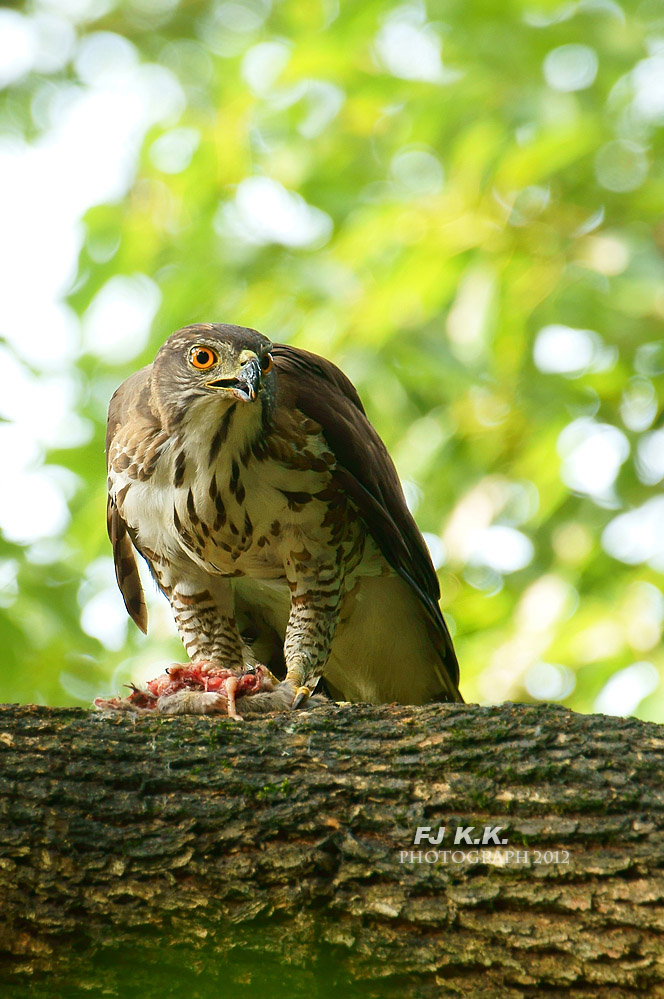 "——小风头鹰真有礼貌!