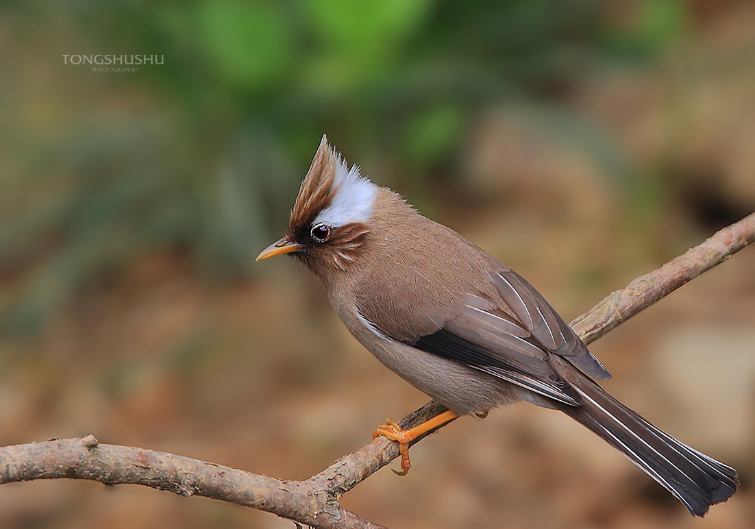 红尾噪鹛夏日拍鸟金佛山