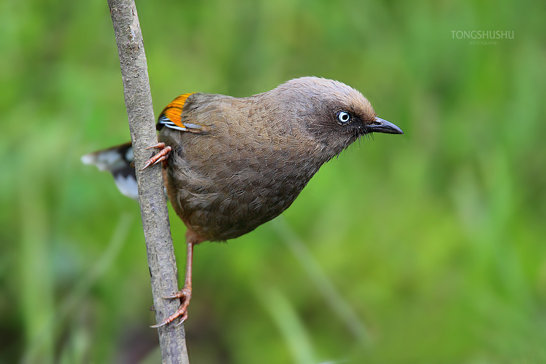 (红尾噪鹛)夏日拍鸟金佛山!