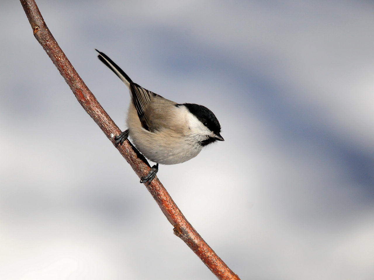冬天里的沼泽山雀