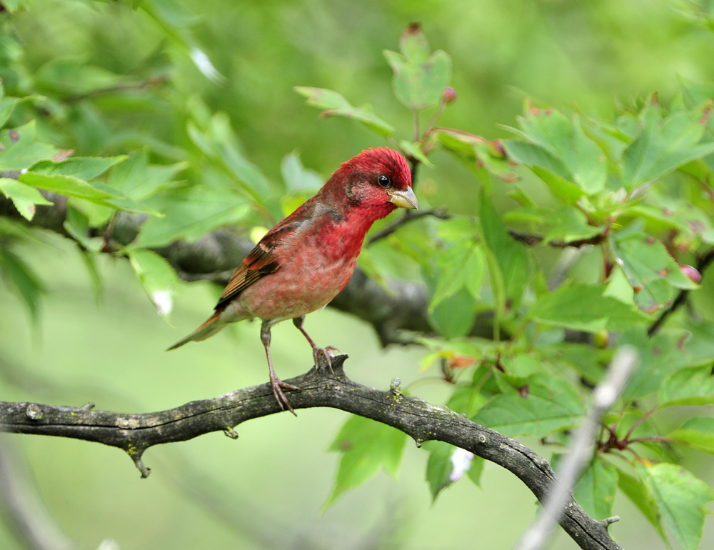 一组普通朱雀 祝大家日子过得红红火火!
