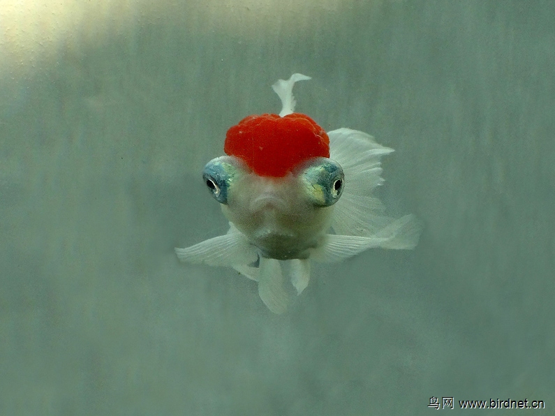 新品金鱼龙睛鹤顶红