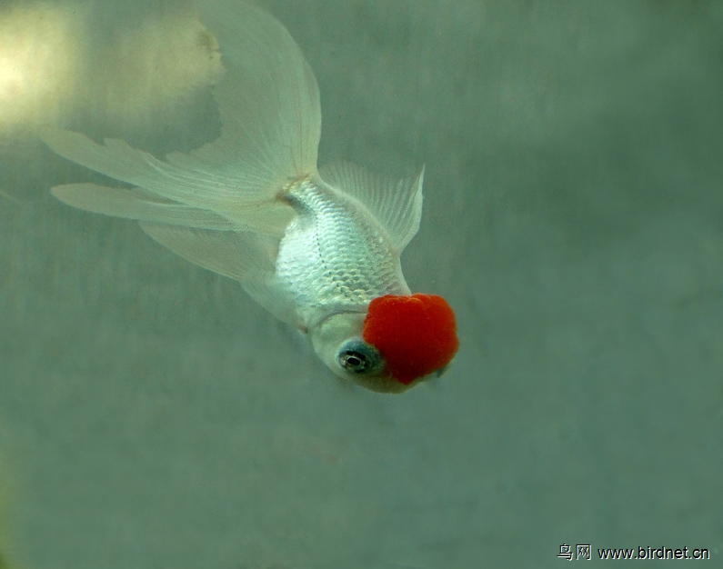 新品金鱼龙睛鹤顶红