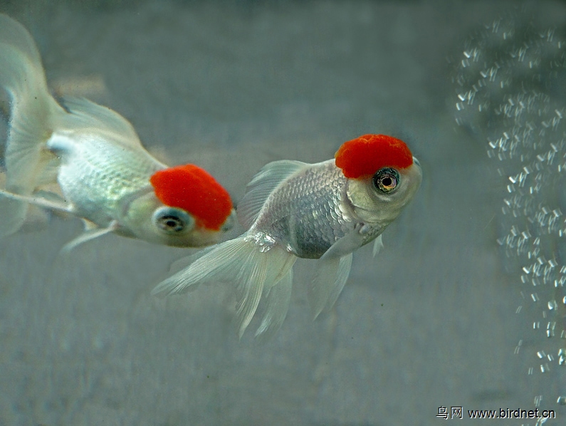 新品金鱼龙睛鹤顶红