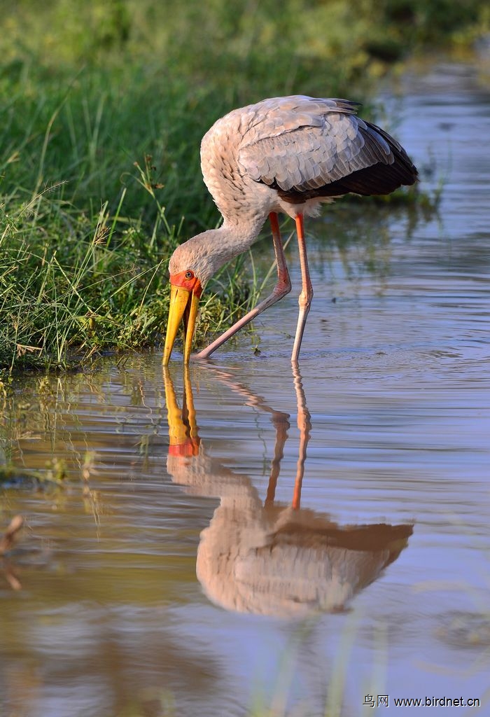 白鹮鹳求水鸟名