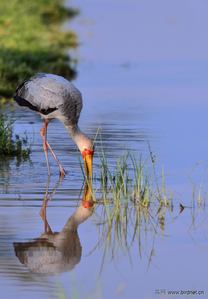 白鹮鹳求水鸟名