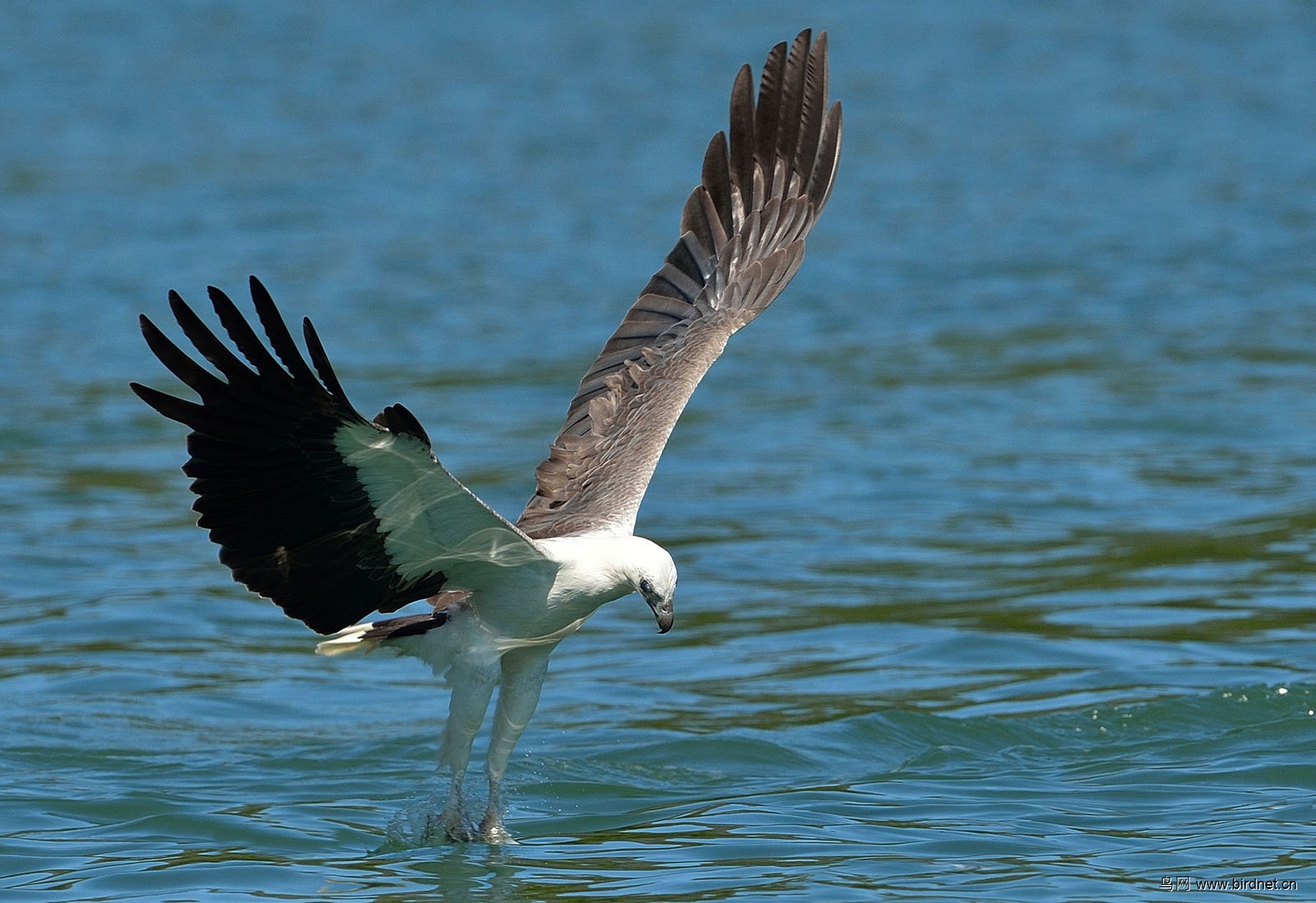 **** 白腹海雕 ,抓鱼一组 ****