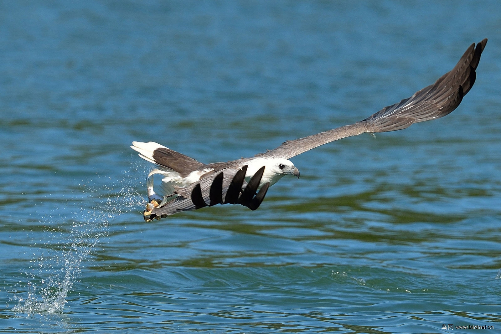 **** 白腹海雕 ,抓鱼一组 ****