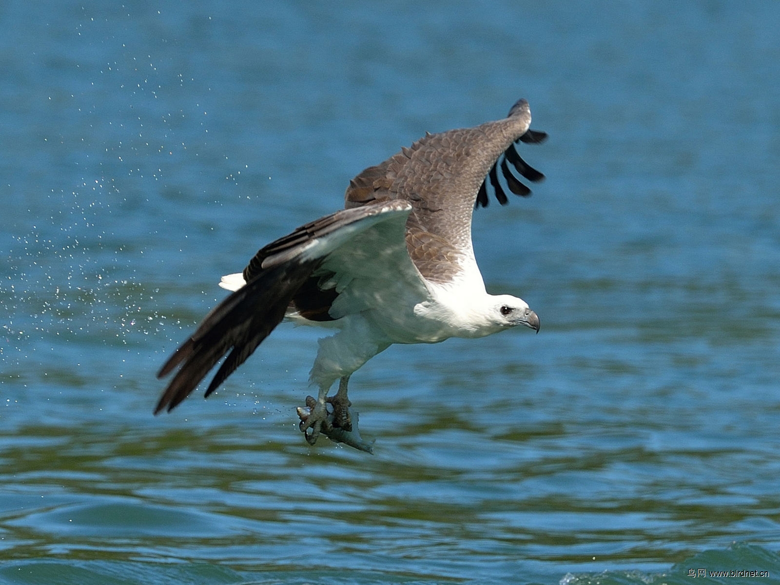 **** 白腹海雕 ,抓鱼一组 ****